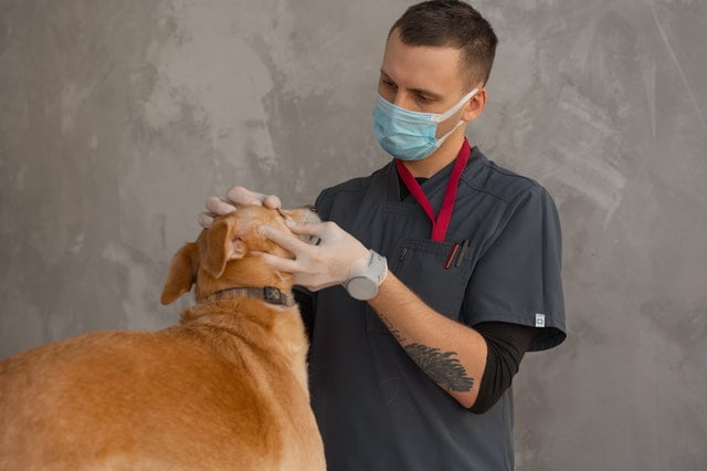 Emergency Veterinary Services