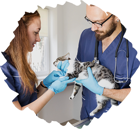 Veterinary diagnostics 