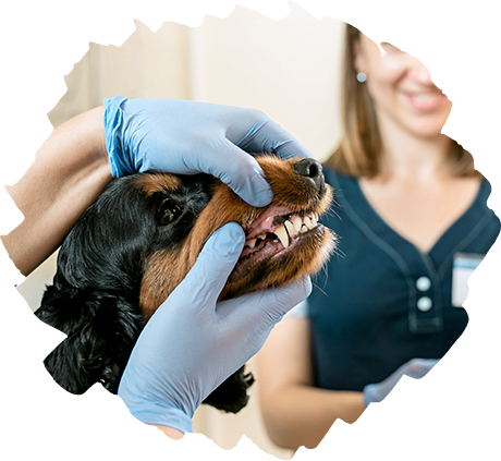 veterinary surgical services