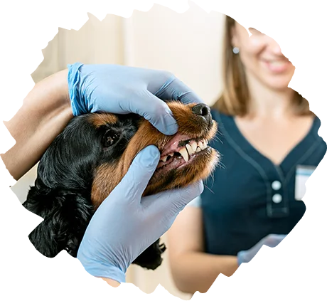 Cat And Dog Teeth Cleaning Services