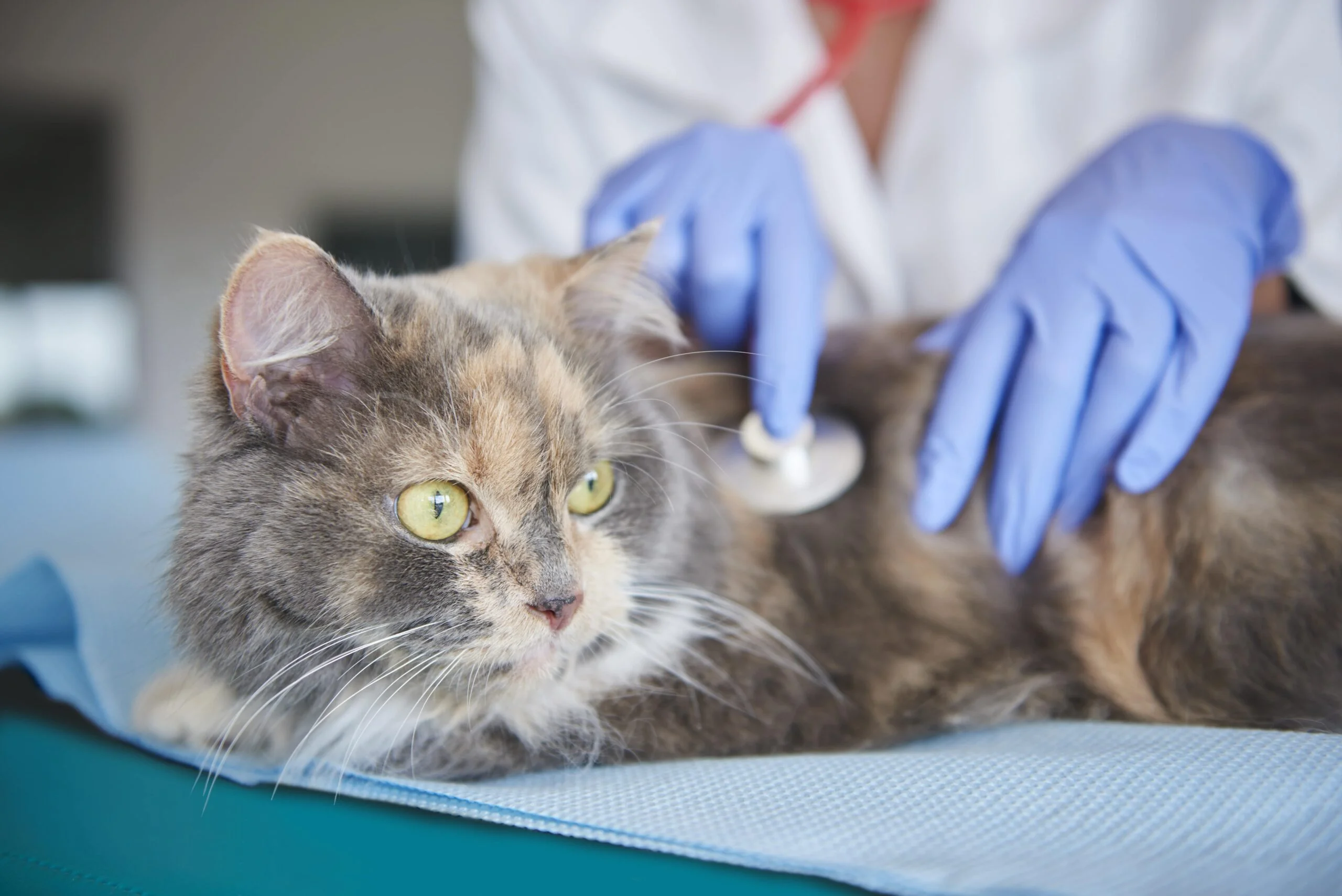 Things to Know Before Going to an Animal Hospital