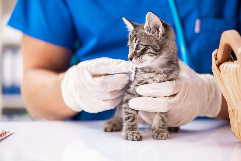 First Vet Visit Checklist: What to Expect in Bowmanville