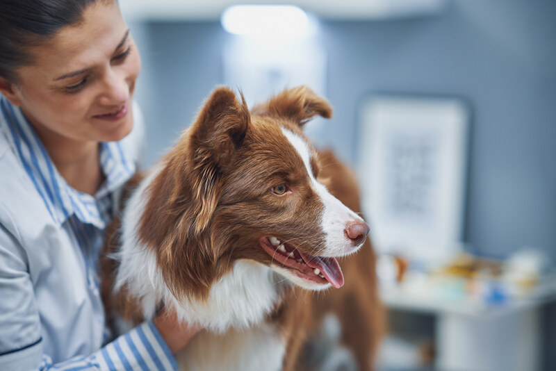 How Often Should Pets See the Vet? Visit Schedules by Age