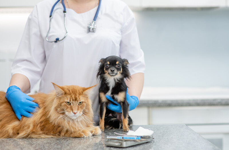 How to Choose the Right Vet for Your Dog or Cat in Bowmanville