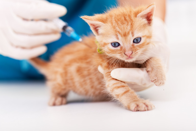 Why Preventative Pet Care Matters: Vaccines & Early Detection