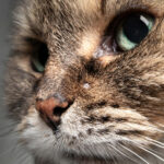 animal clinic near me