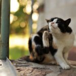 durham animal clinic