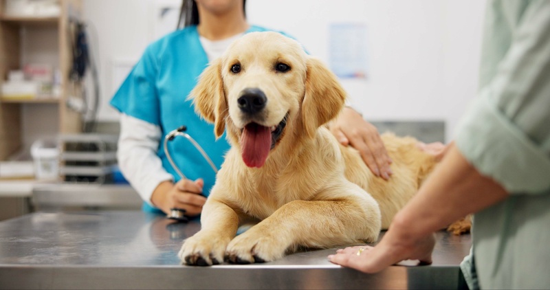 When Pet Vomiting & Diarrhea Need Vet Care