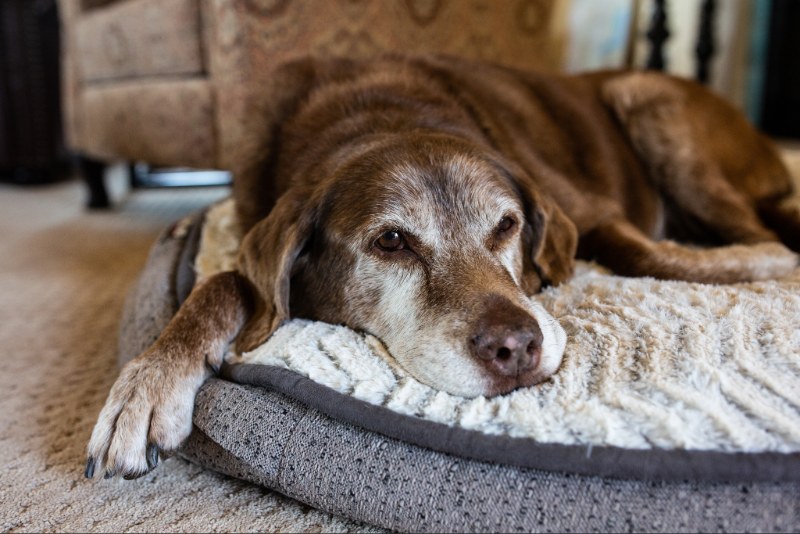 When to Take Your Senior Pet to the Vet More Often: Key Signs