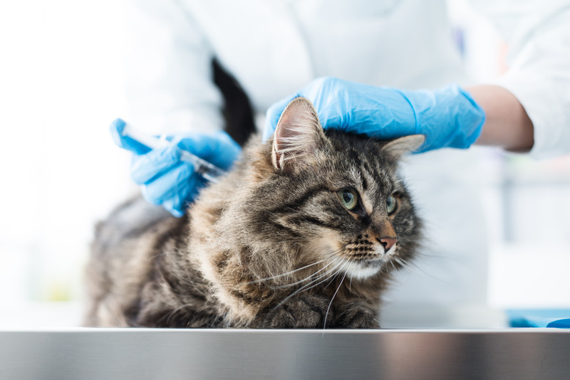 Which Vaccines Does My Pet Really Need? Bowmanville Guide