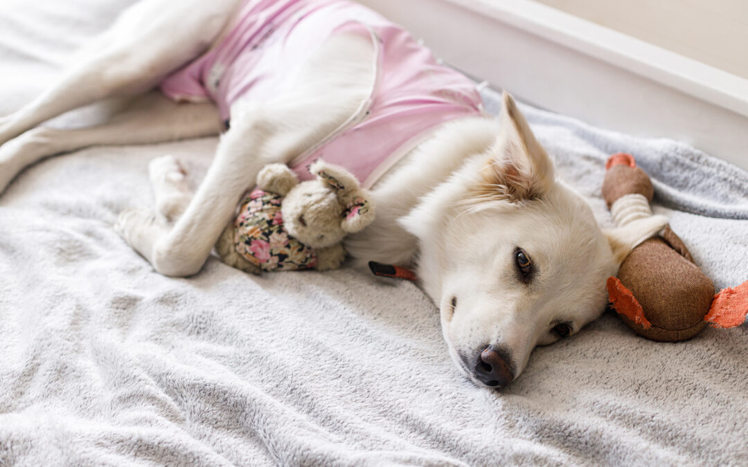 3 Reasons Why You Should Spay Your Pet