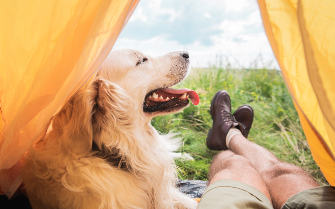 Camping Safety Tips for Pet Owners
