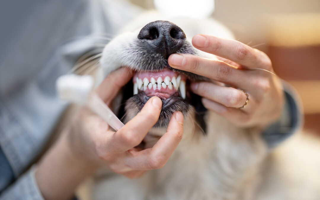 Dental Care for Pets: Is It Really Necessary?