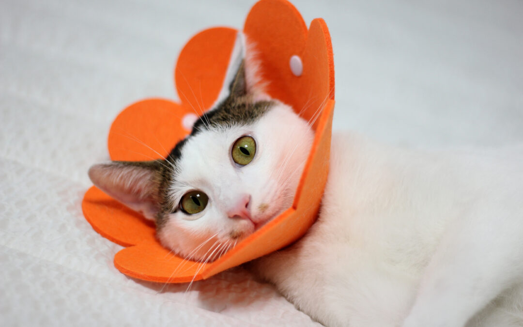 Does Spaying or Neutering Change Your Pet’s Behaviour?