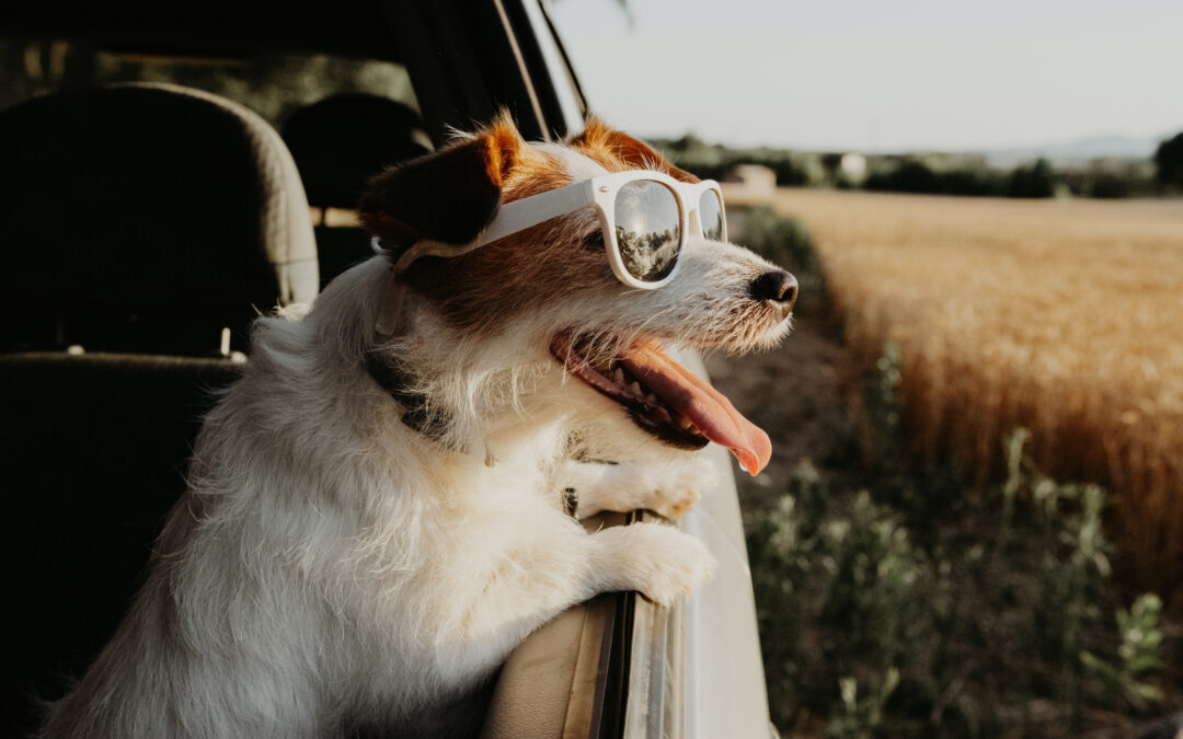 Essential Tips for Road Trips Through Ontario and What to Pack in a Pet Travel Kit