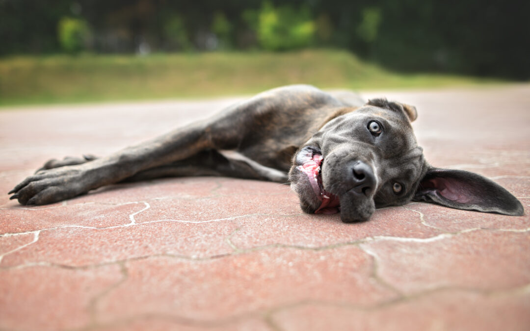 Heatstroke in Dogs and Cats: Signs, Treatment, and Prevention