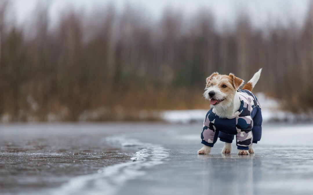 How to Protect Your Pet’s Pads from Ontario Road Salt and Ice