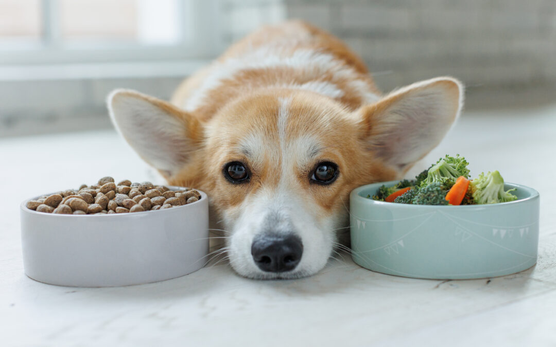 How to Provide the Best Nutrition for Puppies and Kittens