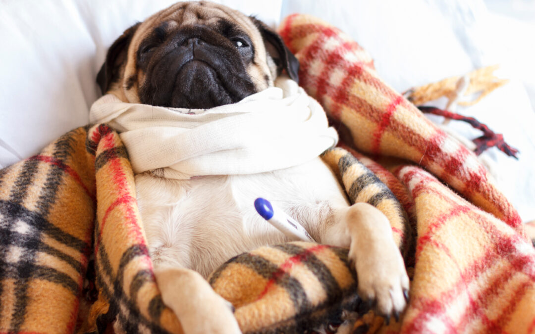How to Spot Early Signs of Illness in Your Pet