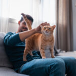 Happy orange tabby indoor cat enjoying affection from its owner at home, representing routine indoor cat health and wellness care.