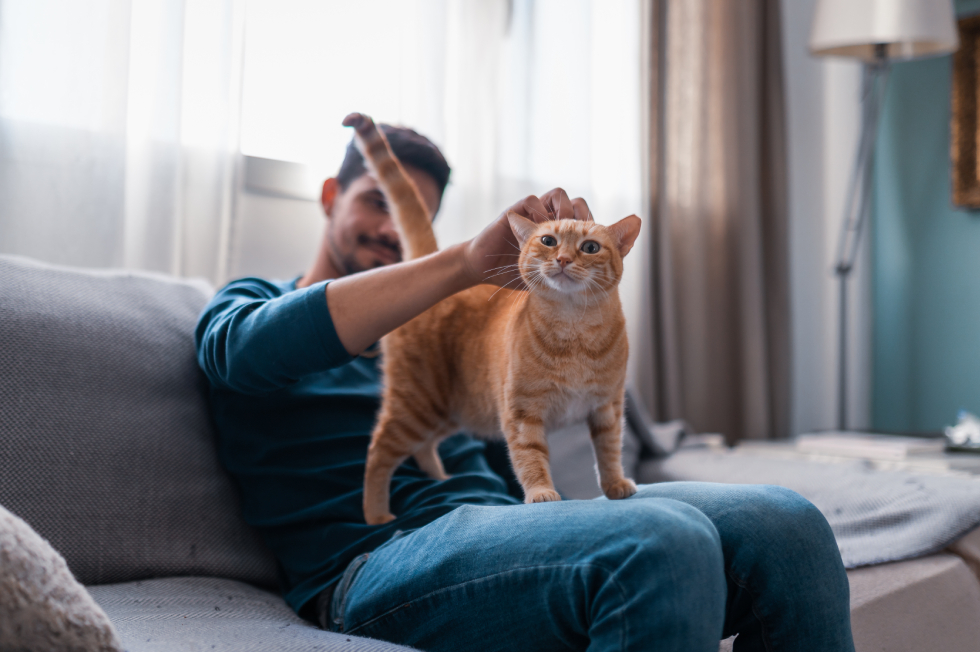 Happy orange tabby indoor cat enjoying affection from its owner at home, representing routine indoor cat health and wellness care.