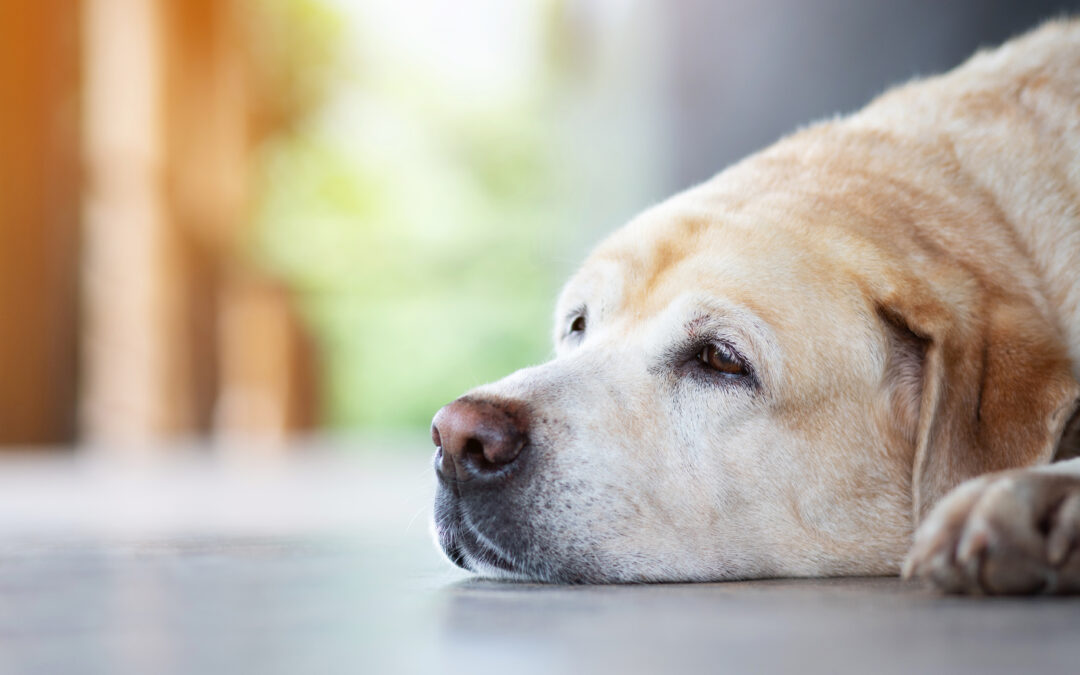Is My Dog Getting Old or Is It Dementia? How to Spot the Signs and Support Them
