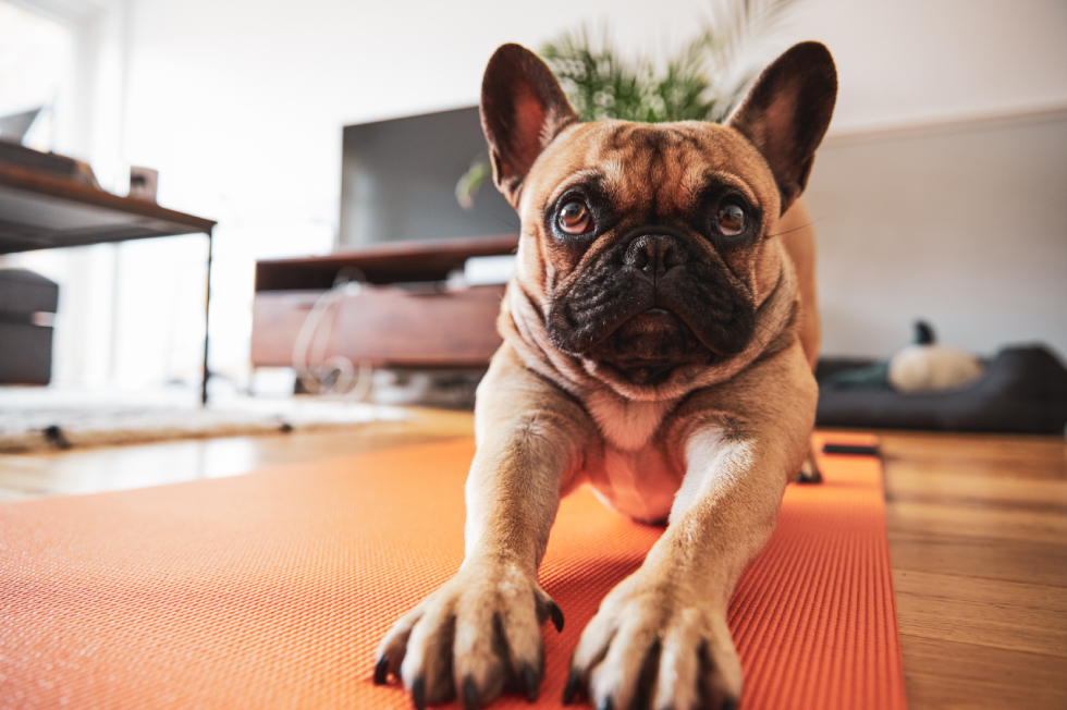 How to Keep Your Pet’s Weight Healthy: Vet Tips & Monitoring