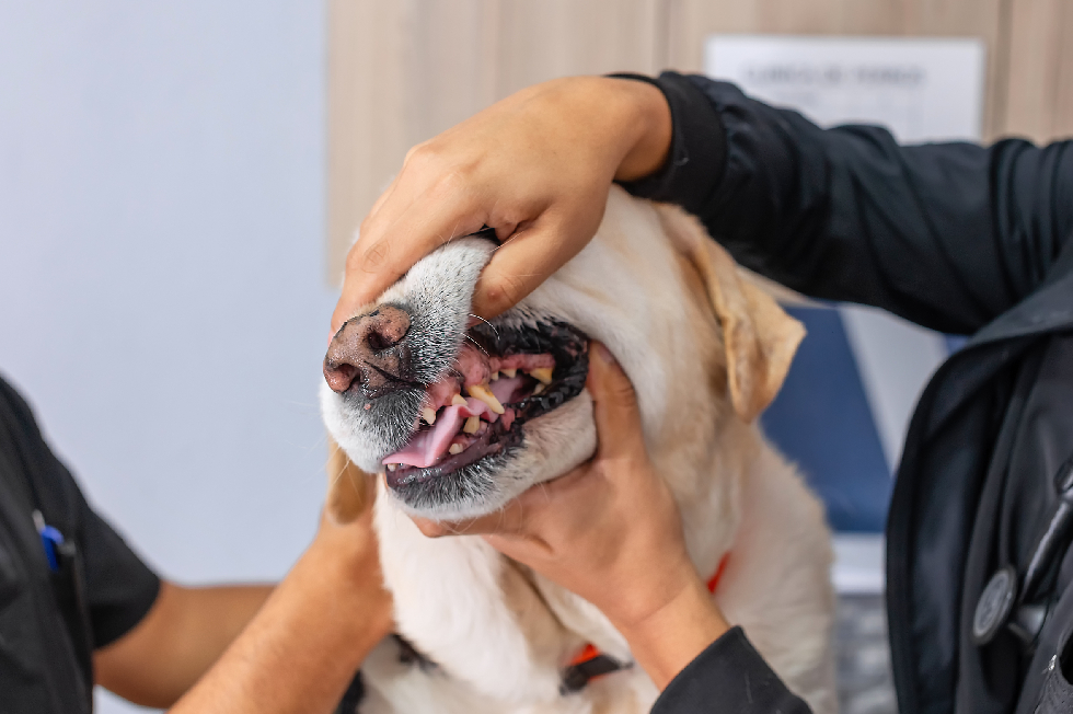 How Pet Dental Care Affects Overall Health | East Durham Vets