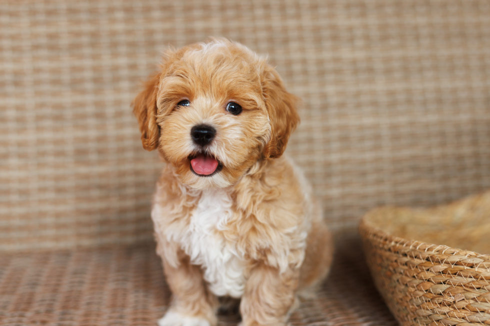 New Puppy and Kitten Care: Essential Vet Visits & Training