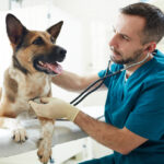 Veterinarian examining a dog with a stethoscope to evaluate symptoms of illness and pet health issues during a clinical exam.