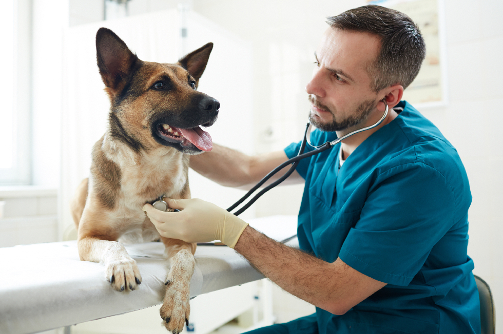 Veterinarian examining a dog with a stethoscope to evaluate symptoms of illness and pet health issues during a clinical exam.