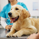 Golden Retriever puppy receiving care on an exam table during a routine pet wellness program visit.
