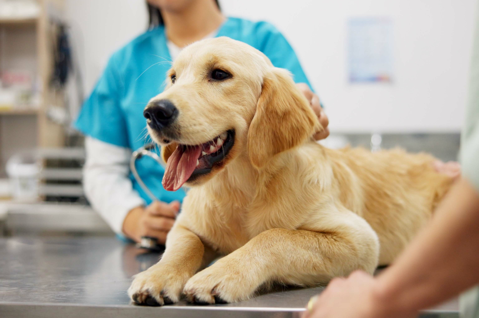 Golden Retriever puppy receiving care on an exam table during a routine pet wellness program visit.