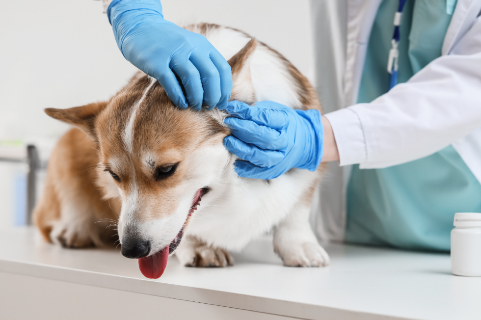Parasite Prevention for Pets in Bowmanville: Fleas, Ticks & Worms