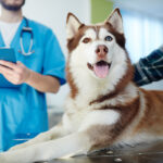 Siberian Husky receiving a routine wellness exam and vet evaluation during a regular pet checkup.