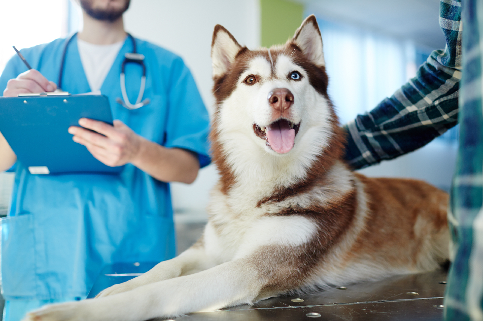 Siberian Husky receiving a routine wellness exam and vet evaluation during a regular pet checkup.