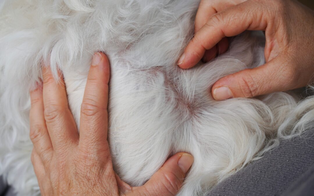 Regular Skin Checks for Your Pet: How to Spot Early Signs of Trouble