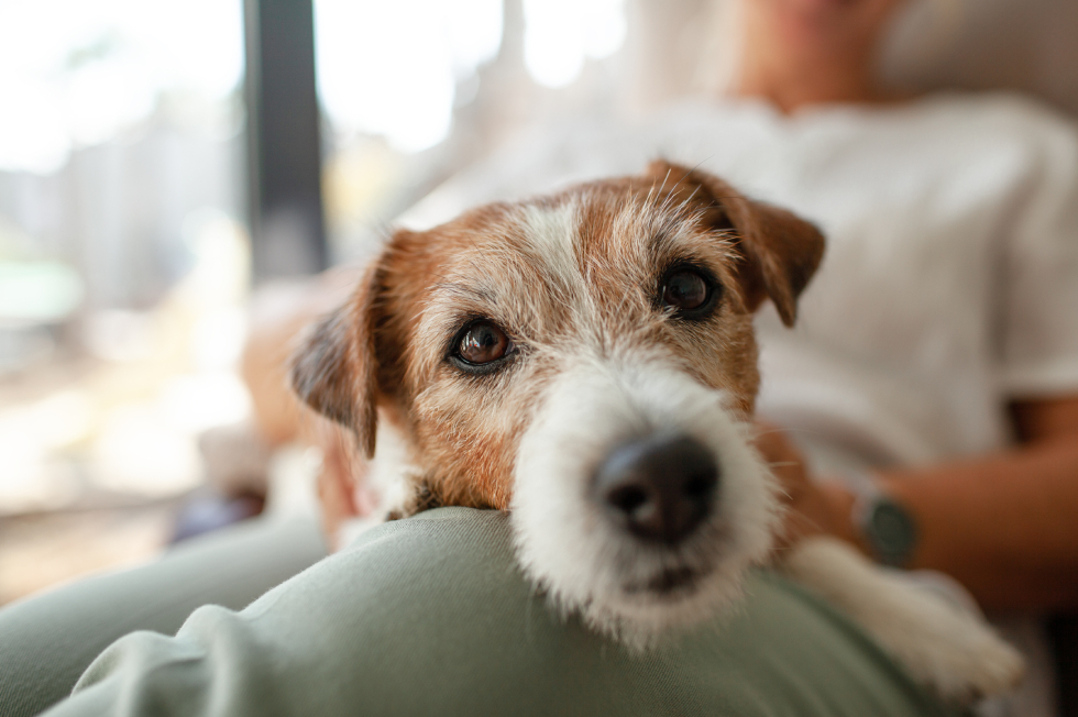 Senior Pet Care: Supporting Aging Dogs and Cats with Your Vet