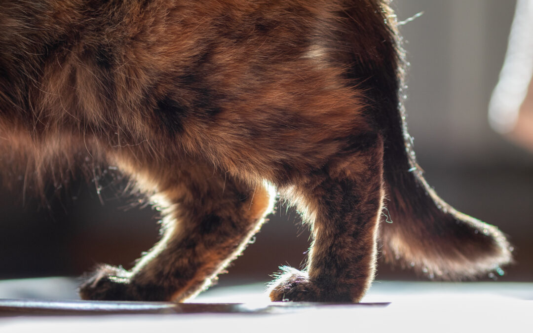 Signs of Arthritis in Pets and Treatment Options