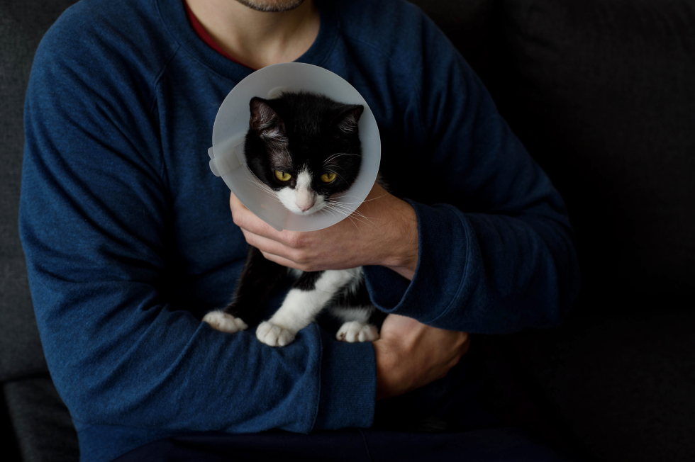 Spay and Neuter Surgery: What Pet Owners Should Expect