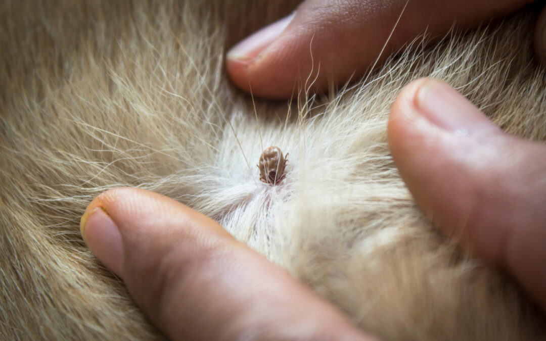 Tick Prevention Tips for Dogs During Spring and Summer