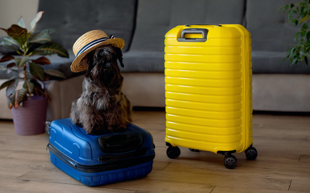 Travelling with Pets: Tips from Your Durham Veterinarian