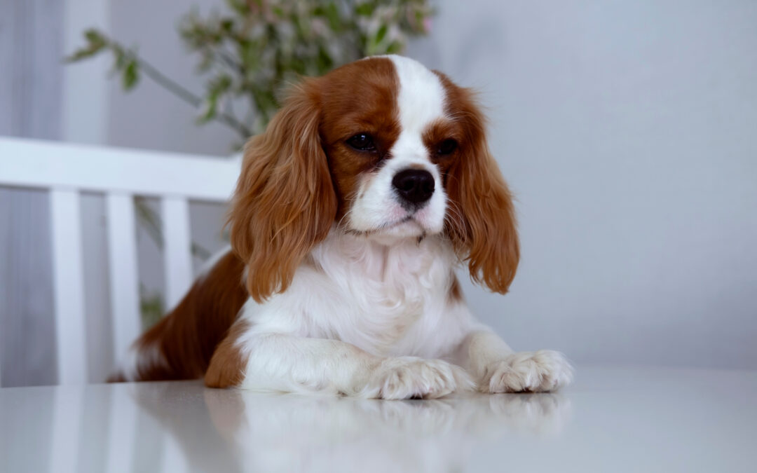Understanding Behavioral Issues in Pets