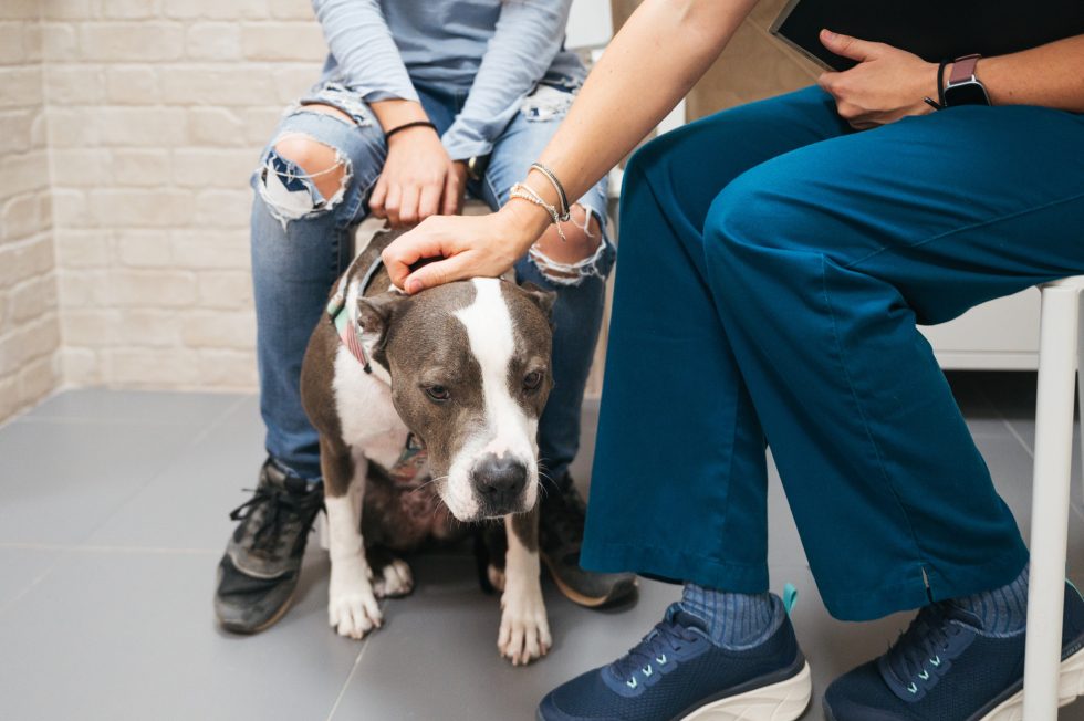 How to Prepare Your Pet for a Vet Visit: Stress-Free Tips