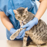 A grey tabby cat sitting on an examination table while a veterinary professional in blue scrubs and gloves gently inspects its front leg.
