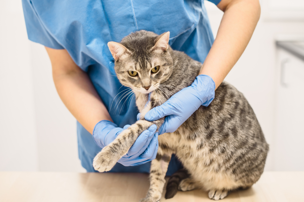 When to Take Your Cat to the Vet: Warning Signs Pet Owners Miss