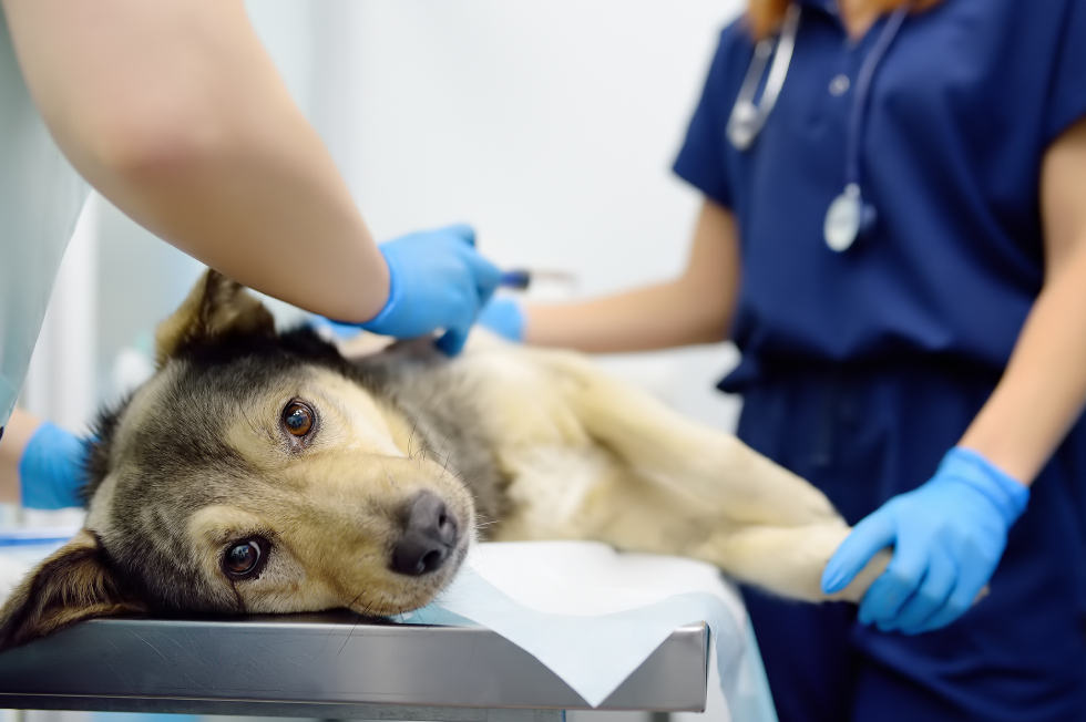 When to Take Your Dog to the Vet: Bowmanville Pet Owner Guide