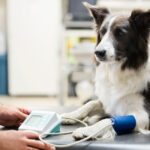A dog receiving a health examination and blood pressure monitoring at Animal Clinic of East Durham in Bowmanville.