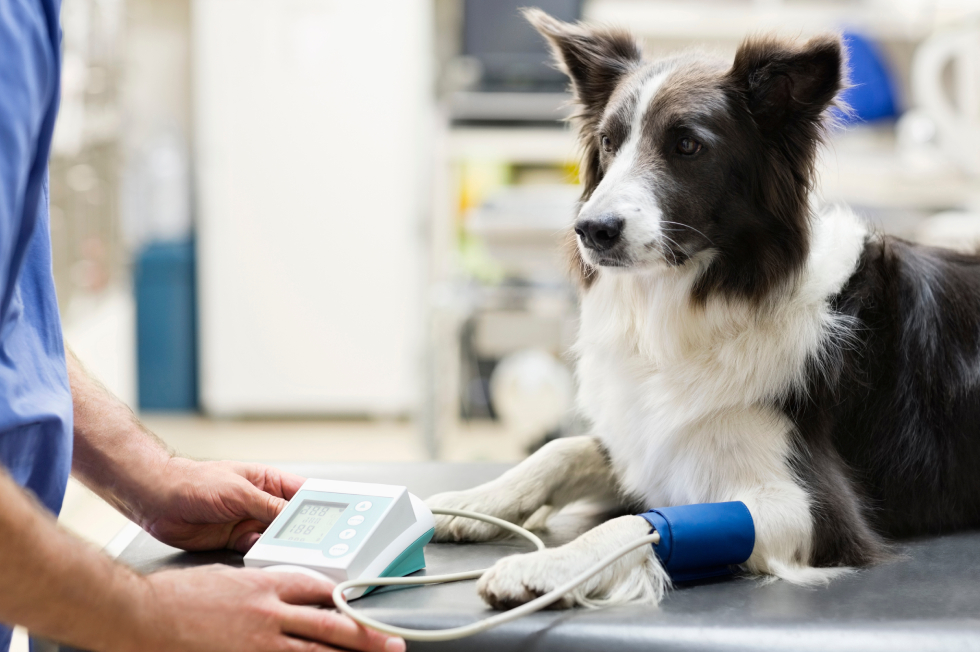 Dog Vomiting: When to See a Vet in Bowmanville | Animal Clinic