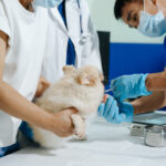 A veterinary team providing emergency medical treatment to a small dog.